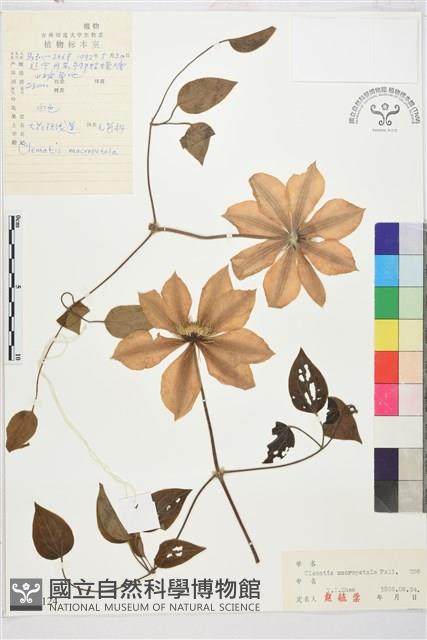 大花鐵線蓮藏品圖，第1張