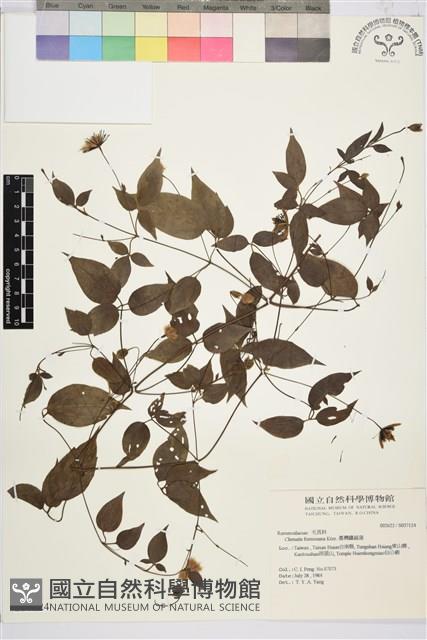 彭氏鐵線蓮藏品圖，第2張