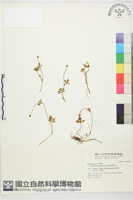 蓬萊毛茛藏品圖，第1張