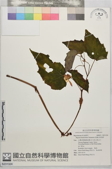 武威山秋海棠藏品圖，第1張