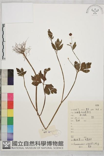 辣子草、揚子毛茛藏品圖，第1張