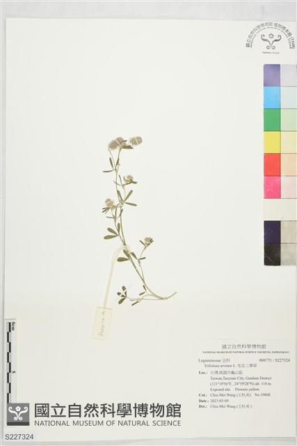 兔足三葉草藏品圖，第1張