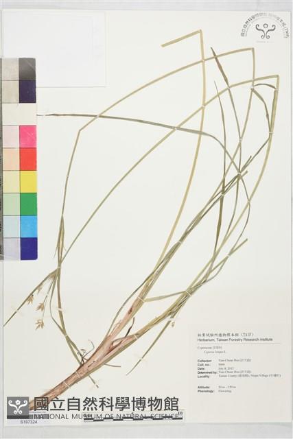 登錄號:S197324藏品圖，第1張