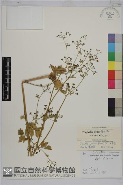 三葉茴香藏品圖，第1張