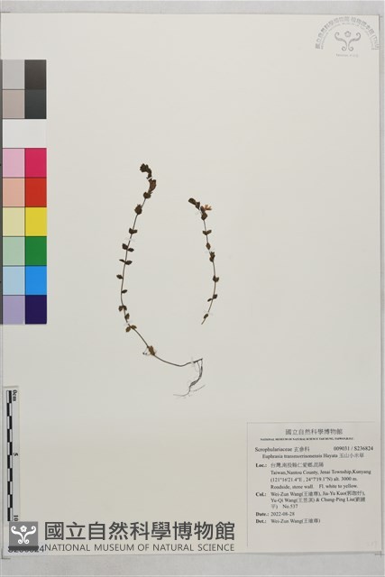 玉山小米草藏品圖，第1張