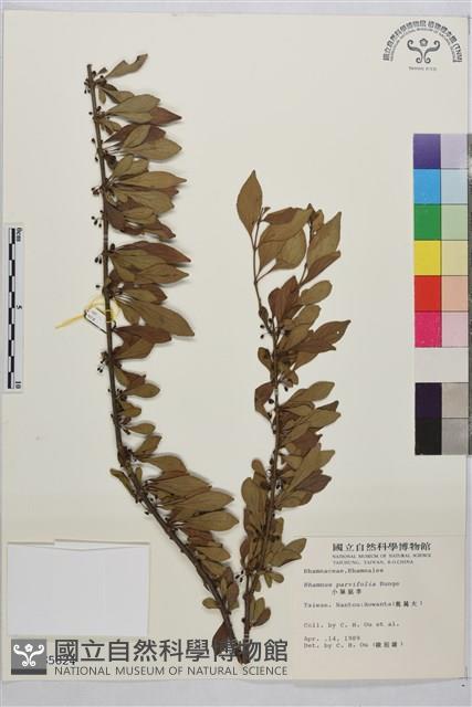 小葉鼠李藏品圖，第1張