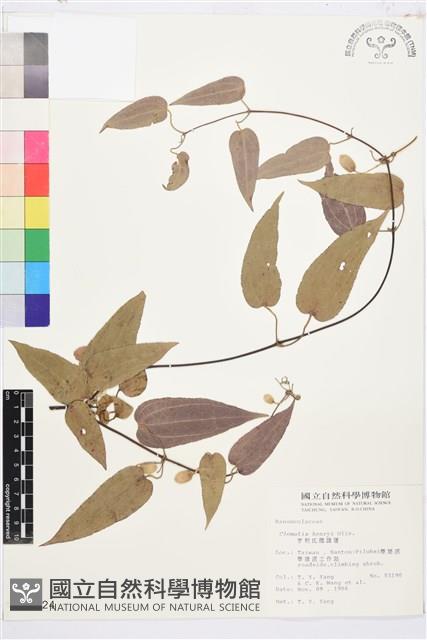 亨利氏鐵線蓮藏品圖，第2張