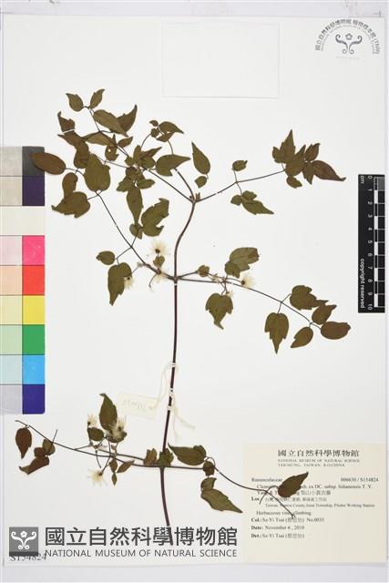 梨山小蓑衣藤藏品圖，第1張