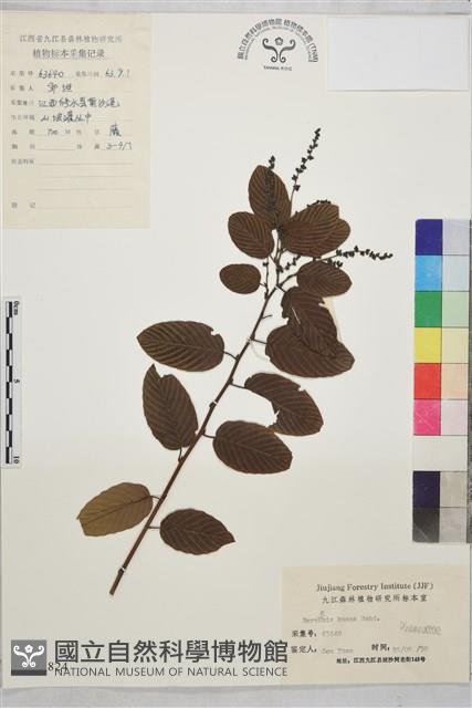 大葉勾兒茶藏品圖，第1張