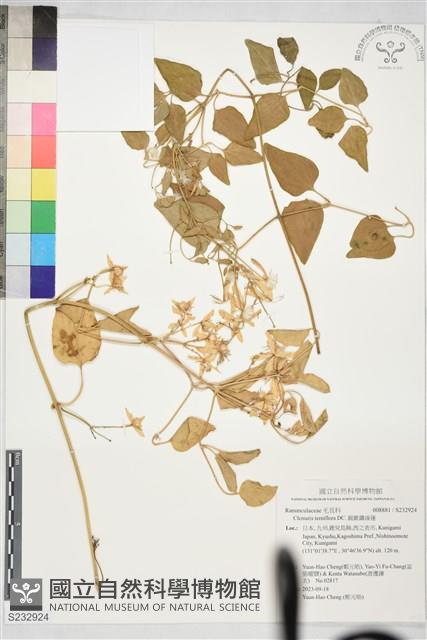 圓錐鐵線蓮藏品圖，第1張