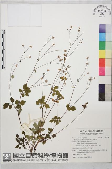 傅氏唐松草藏品圖，第1張