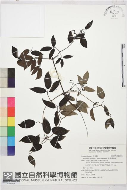 柱果鐵線蓮藏品圖，第1張