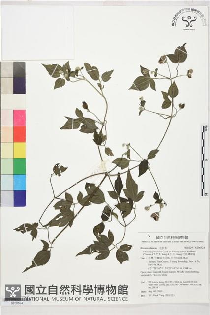 巴氏鐵線蓮藏品圖，第1張