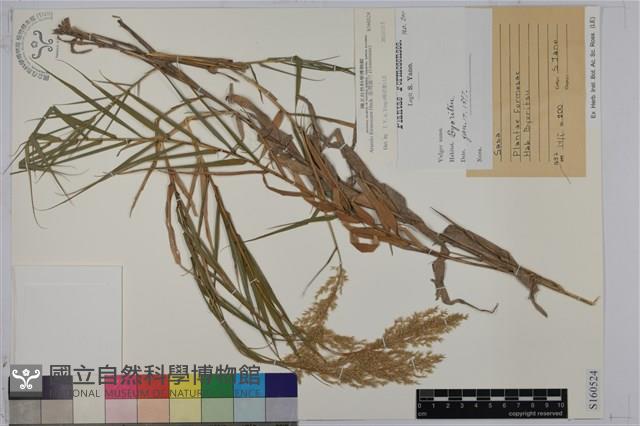 臺灣蘆竹藏品圖，第1張