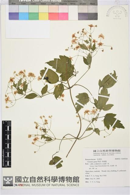 串鼻龍藏品圖，第1張