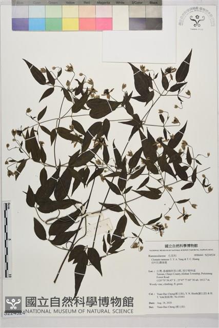 Accession Number:S224524 Collection Image