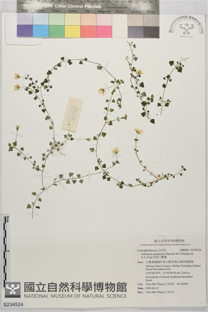 阿里山繁縷藏品圖，第1張