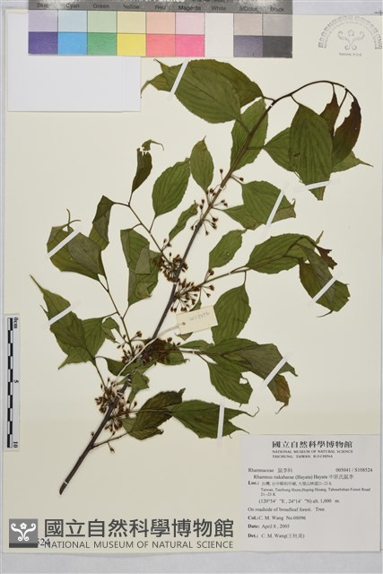 中原氏鼠李藏品圖，第1張