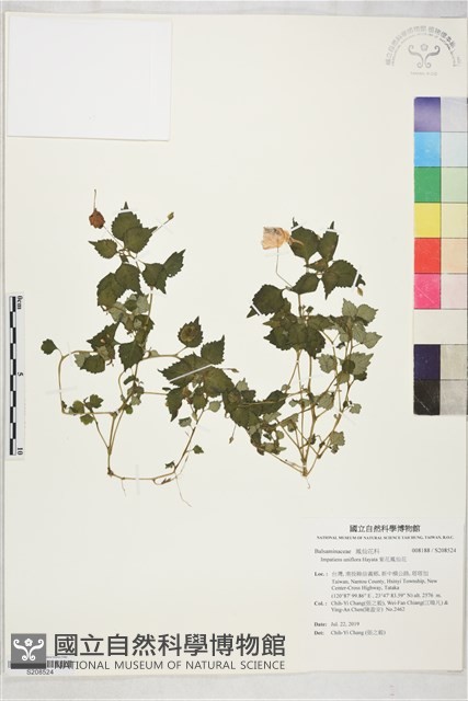 紫花鳳仙花藏品圖，第1張