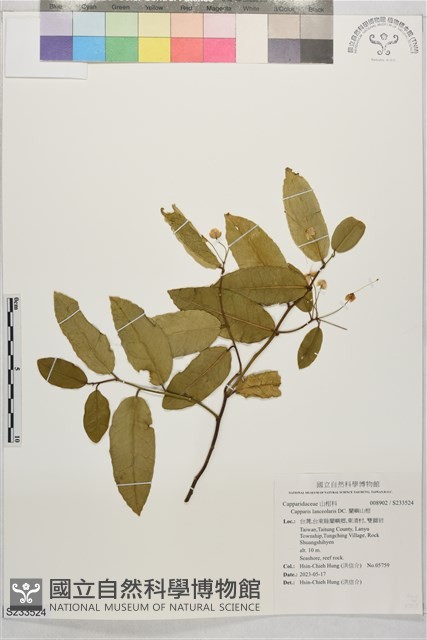 蘭嶼山柑藏品圖，第1張