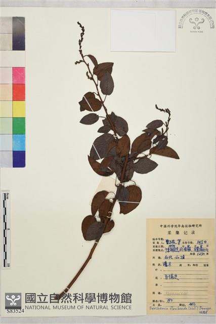 大黃鱔藤藏品圖，第1張