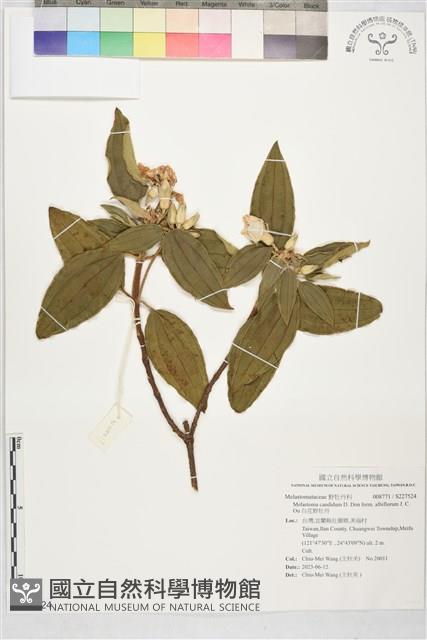 白花野牡丹藏品圖，第1張