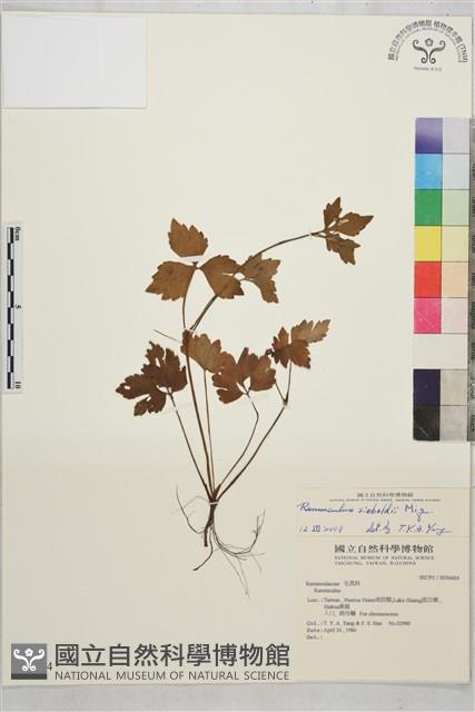 辣子草、揚子毛茛藏品圖，第1張