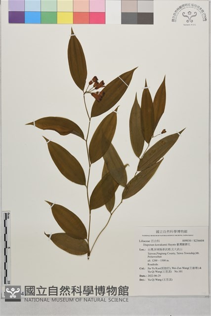 臺灣寶鐸花藏品圖，第1張