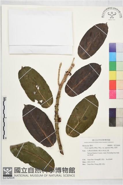 雀榕藏品圖，第1張