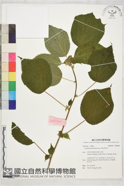 菲島垂桉草藏品圖，第1張