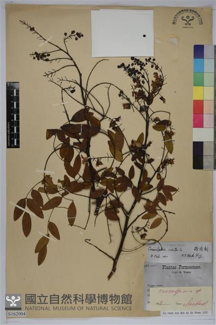 搭肉刺藏品圖，第1張