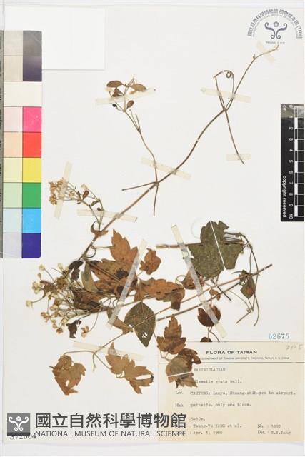 串鼻龍藏品圖，第1張