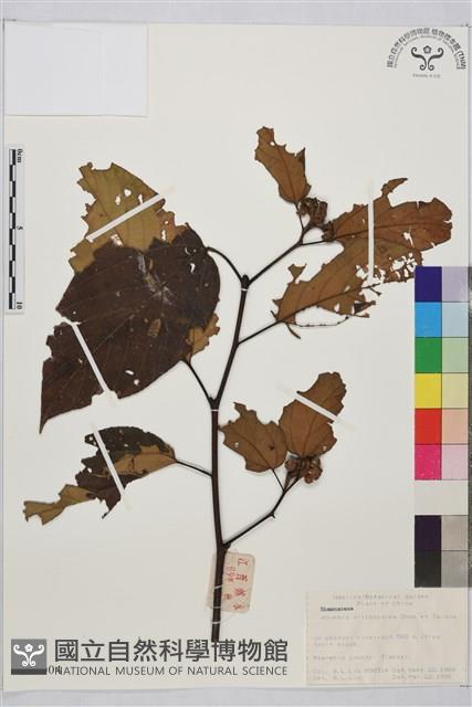 毛果枳椇藏品圖，第1張