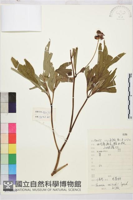 登錄號:S134004藏品圖，第1張