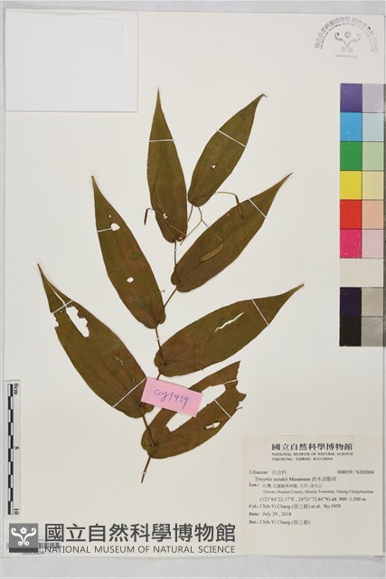 鈴木油點草藏品圖，第1張