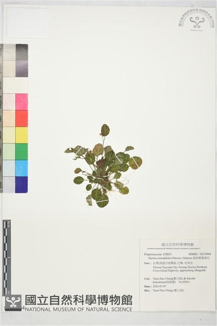 倒卵葉裂緣花藏品圖，第1張