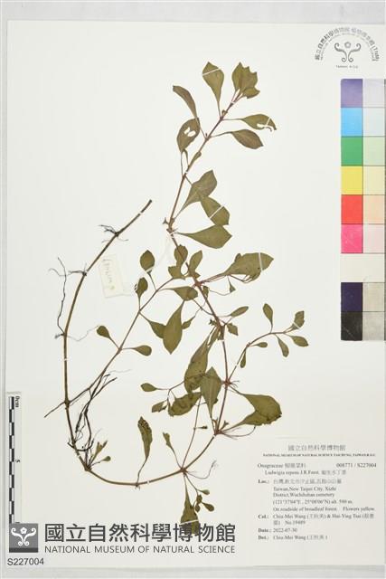 匍生水丁香藏品圖，第1張