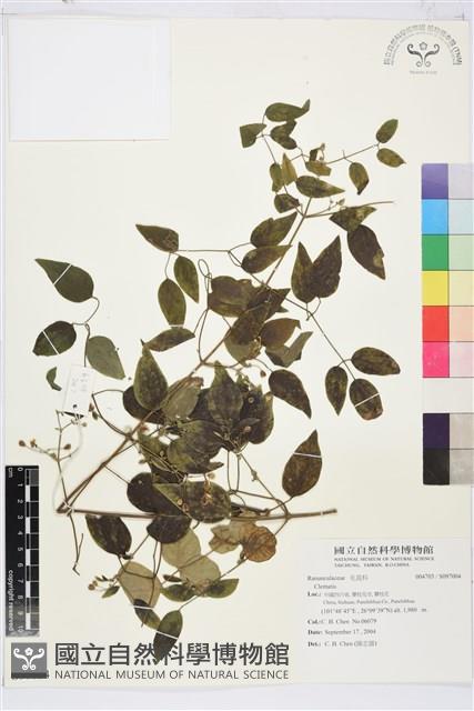 登錄號:S097004藏品圖，第1張