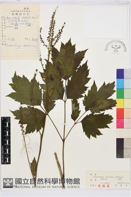 興安升麻藏品圖，第1張