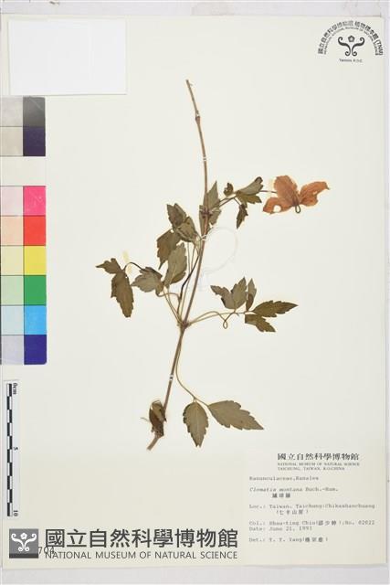 繡球藤藏品圖，第1張