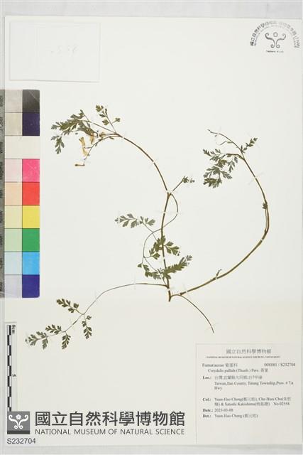 黃菫藏品圖，第1張