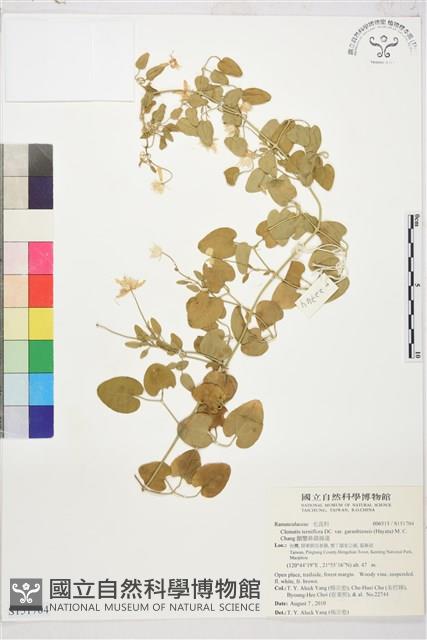 鵝鑾鼻鐵線蓮藏品圖，第1張