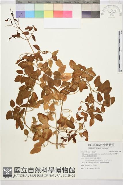 鵝鑾鼻鐵線蓮藏品圖，第1張