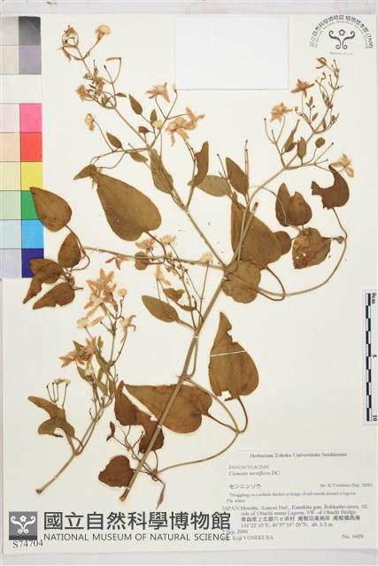 圓錐鐵線蓮藏品圖，第1張