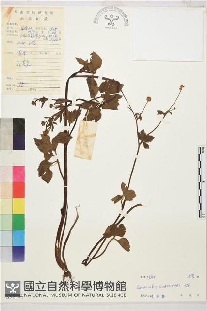 水辣菜、禺毛茛藏品圖，第1張