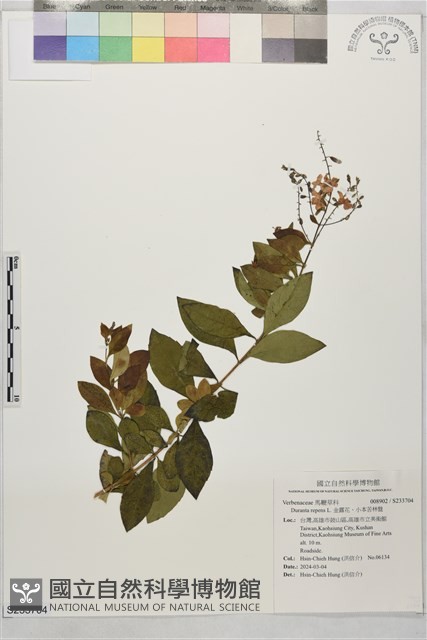 金露花、小本苦林盤藏品圖，第1張