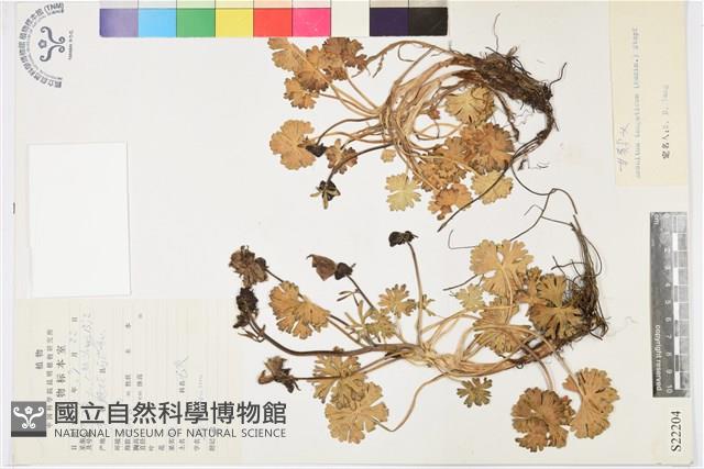 甘青烏頭藏品圖，第1張