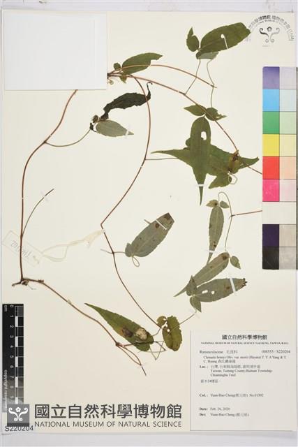 森氏鐵線蓮藏品圖，第1張