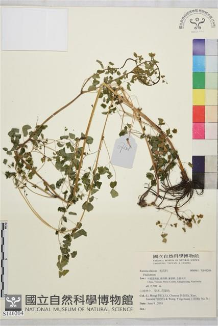 登錄號:S140204藏品圖，第1張