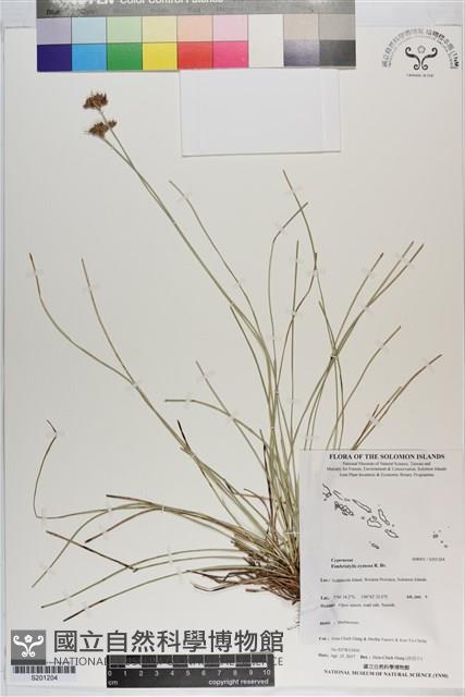 乾溝飄拂草藏品圖，第1張